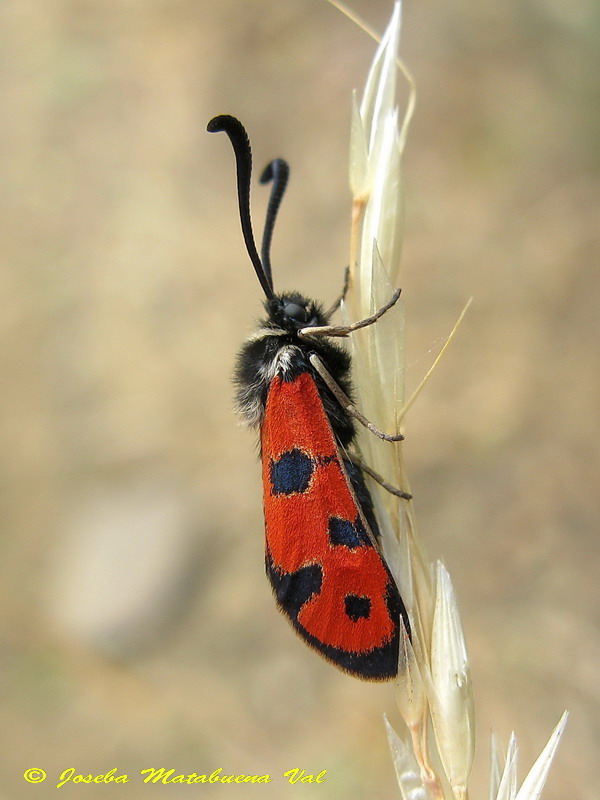 Zygaena hilaris - Zygaenidae